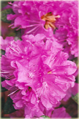 Rododendron wielkokwiatowy P.J.M.Elite Rhododendron P.J.M.Elite