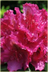 Rododendron wielkokwiatowy Pearces American Beauty Rhododendron Pearces American Beauty