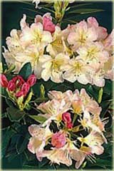 Rododendron jakuszimański Percy Wiseman Rhododendron yakushimanum Percy Wiseman