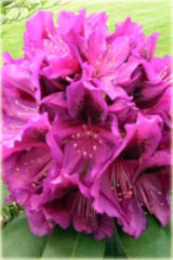 Rododendron wielkokwiatowy Peter Alen Rhododendron Peter Alen