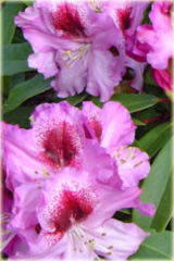 Rododendron wielkokwiatowy Pfauenauge Rhododendron Pfauenauge