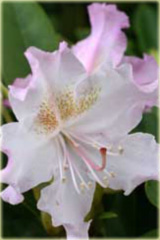 Rododendron wielkokwiatowy Pohjolas Daughter Rhododendron Pohjolas Daughter