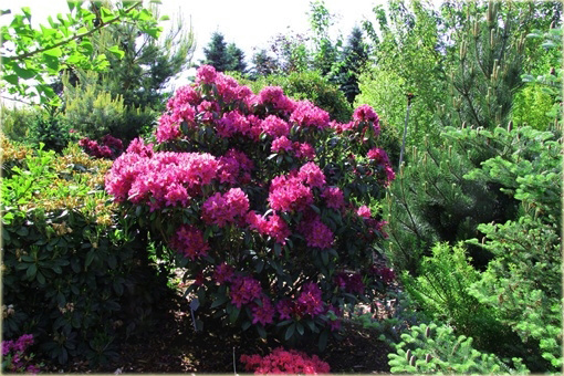 Rododendron wielkokwiatowy Polarnacht - Rhododendron Polarnacht