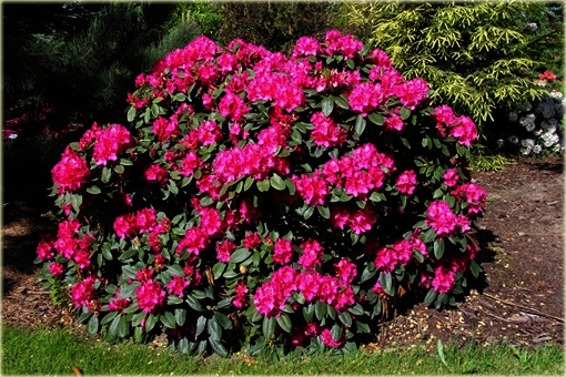 Rododendron wielkokwiatowy Polarnacht - Rhododendron Polarnacht