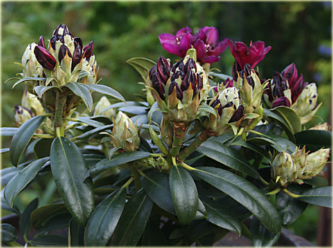 Rododendron wielkokwiatowy Polarnacht - Rhododendron Polarnacht