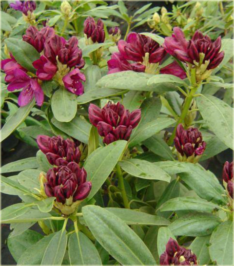 Rododendron wielkokwiatowy Polarnacht - Rhododendron Polarnacht