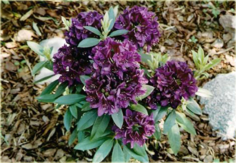 Rododendron wielkokwiatowy Polarnacht - Rhododendron Polarnacht