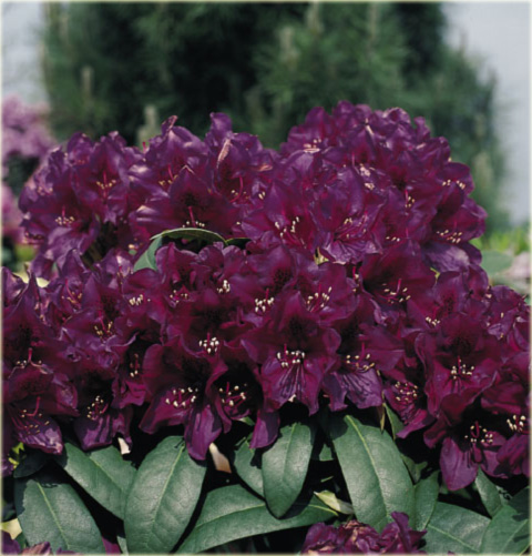 Rododendron wielkokwiatowy Polarnacht - Rhododendron Polarnacht