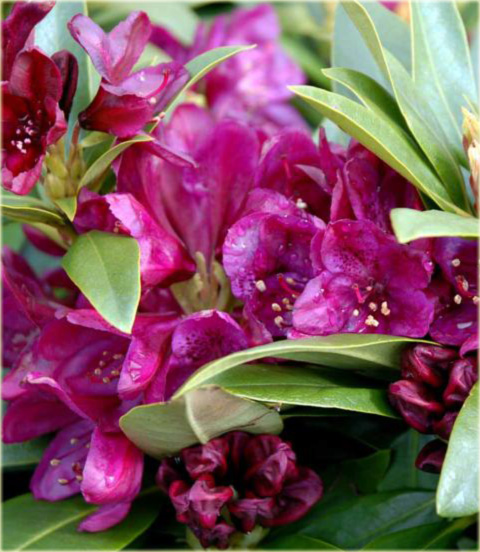 Rododendron wielkokwiatowy Polarnacht - Rhododendron Polarnacht