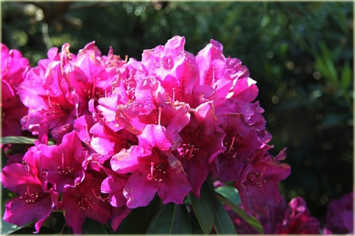 Rododendron wielkokwiatowy Polarnacht - Rhododendron Polarnacht