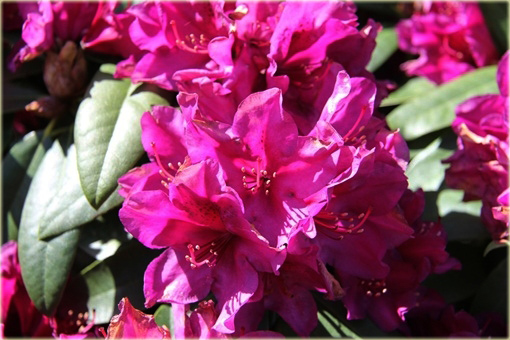 Rododendron wielkokwiatowy Polarnacht - Rhododendron Polarnacht