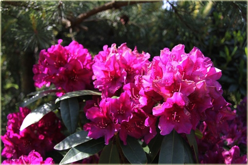 Rododendron wielkokwiatowy Polarnacht - Rhododendron Polarnacht