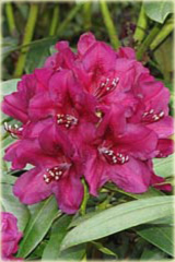 Rododendron wielkokwiatowy Polarnacht - Rhododendron Polarnacht