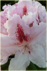 Rododendron wielkokwiatowy Progres Rhododendron Le Progres