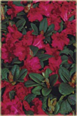 Rododendron repens Pumuckl Rhododendron repens Pumuckl