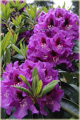 Rododendron wielkokwiatowy Rasputin Rhododendron Rasputin