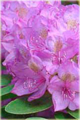 Rododendron wielkokwiatowy Roseum Elegans Rhododendron Roseum Elegans