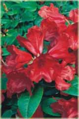 Rododendron repens Scarlet Wonder Rhododendron repens Scarlet Wonder