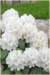 Rododendron jakuszimański Schneekrone Rhododendron Schneekrone