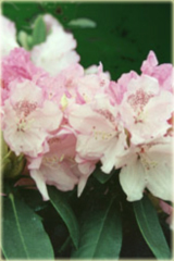 Rododendron jakuszimański Schneverdingen Rhododendron Schneverdingen