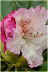 Rododendron wielkokwiatowy Simona Rhododendron Simona