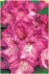 Rododendron jakuszimański Sneezy Rhododendron yakushimanum Sneezy
