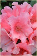 Rododendron jakuszimański Sweet Sue Rhododendron yakushimanum Sweet Sue