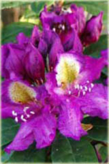 Rododendron wielkokwiatowy Tamarindos Rhododendron Tamarindos