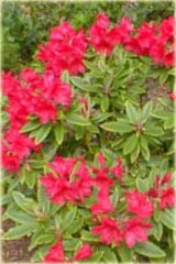 Rododendron wielkokwiatowy Vulcan Rhododendron Vulcan