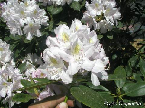 Rododendron wielkokwiatowy Album Novum Rhododendron Album Novum