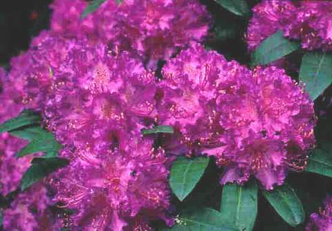 Rododendron wielkokwiatowy Alfred Rhododendron Alfred