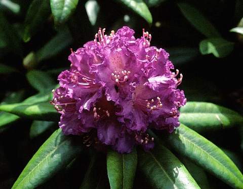 Rododendron wielkokwiatowy Alfred Rhododendron Alfred