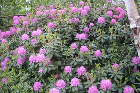 Rododendron wielkokwiatowy Alfred Rhododendron Alfred