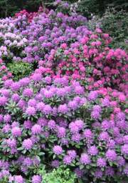 Rododendron wielkokwiatowy Alfred Rhododendron Alfred