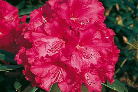 Rododendron wielkokwiatowy Andantino Rhododendron Andantino