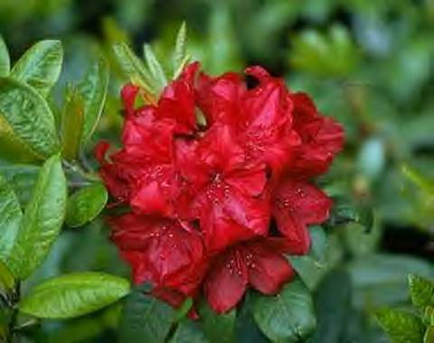 Rododendron wielkokwiatowy Andantino Rhododendron Andantino