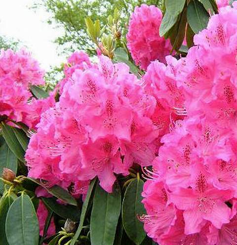 Rododendron wielkokwiatowy Anthony Waterer Rhododendron Anthony Waterer