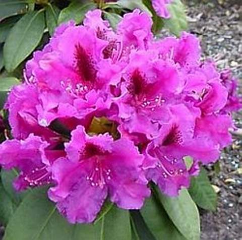 Rododendron wielkokwiatowy Azurro Rhododendron Azurro