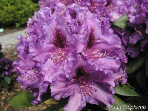 Rododendron wielkokwiatowy Azurro Rhododendron Azurro