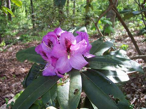Rododendron wielkokwiatowy Azurro Rhododendron Azurro
