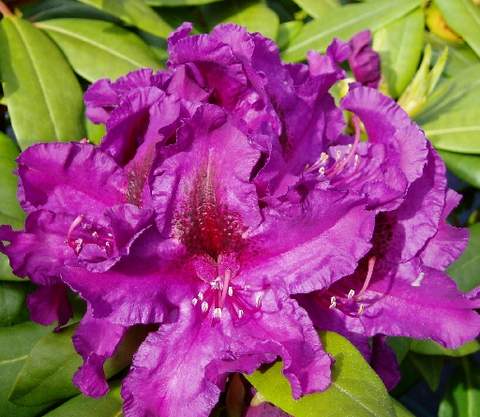 Rododendron wielkokwiatowy Azurro Rhododendron Azurro