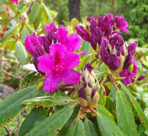 Rododendron wielkokwiatowy Azurro Rhododendron Azurro