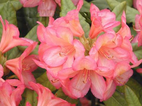 Rododendron wielkokwiatowy Balalaika Rhododendron Balalaika