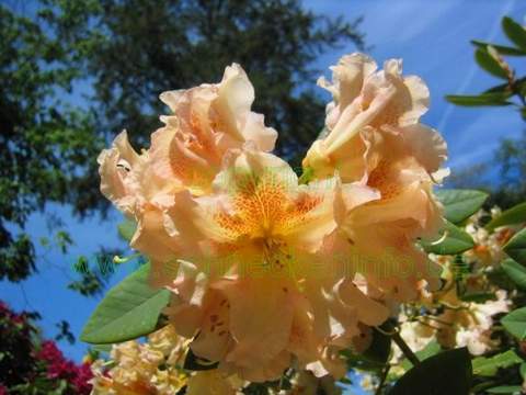 Rododendron wielkokwiatowy Bernstein Rhododendron Bernstein