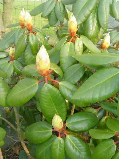 Rododendron wielkokwiatowy Bernstein Rhododendron Bernstein