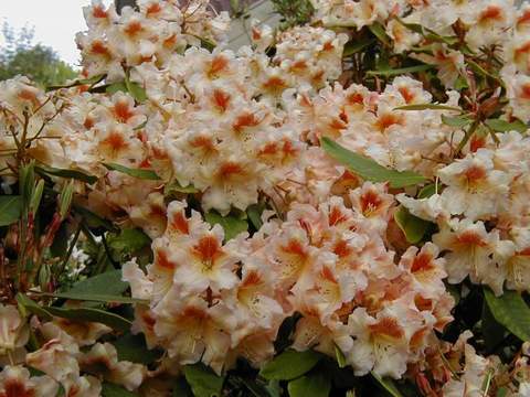 Rododendron wielkokwiatowy Bernstein Rhododendron Bernstein