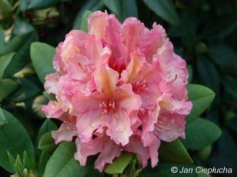 Rododendron wielkokwiatowy Brasilia Rhododendron Brasilia