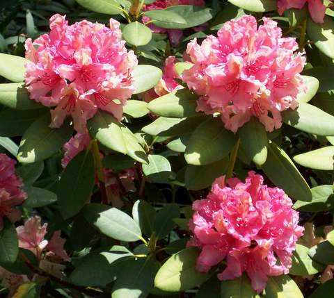 Rododendron wielkokwiatowy Brasilia Rhododendron Brasilia