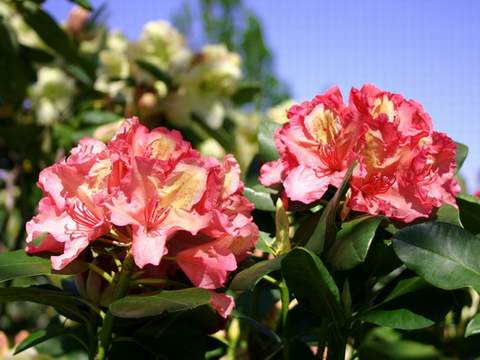 Rododendron wielkokwiatowy Brasilia Rhododendron Brasilia