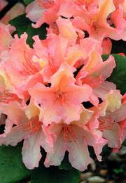 Rododendron wielkokwiatowy Brasilia Rhododendron Brasilia